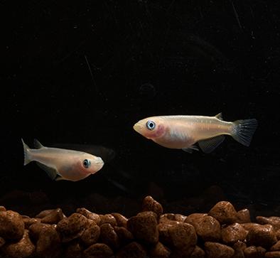 Teleost Fish Medaka (<i>Oryzias latices</i>) Used in This Study