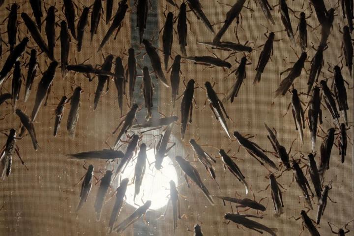 Another Noncanonical