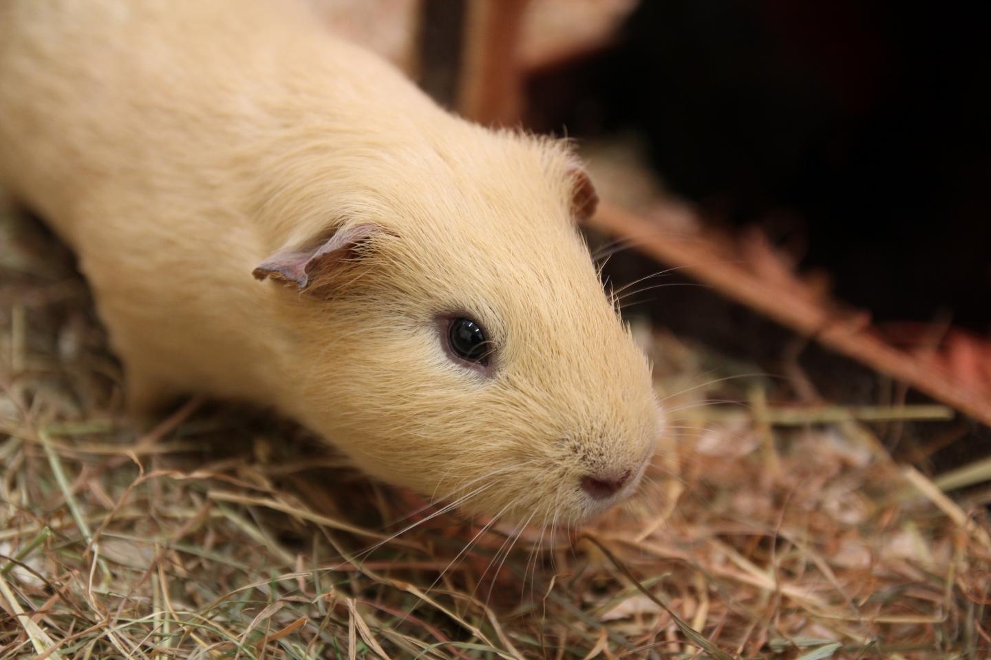 Male Guinea Pig