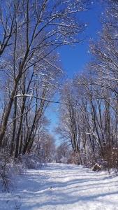 Dartmouth Forest Reflectivity Study