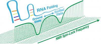 A Powerful Technique to Further Understanding of RNA