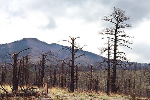 Large Trees Lost First in Drought