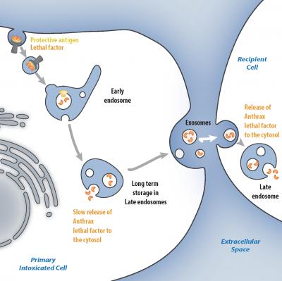 Anthrax Toxin Playing