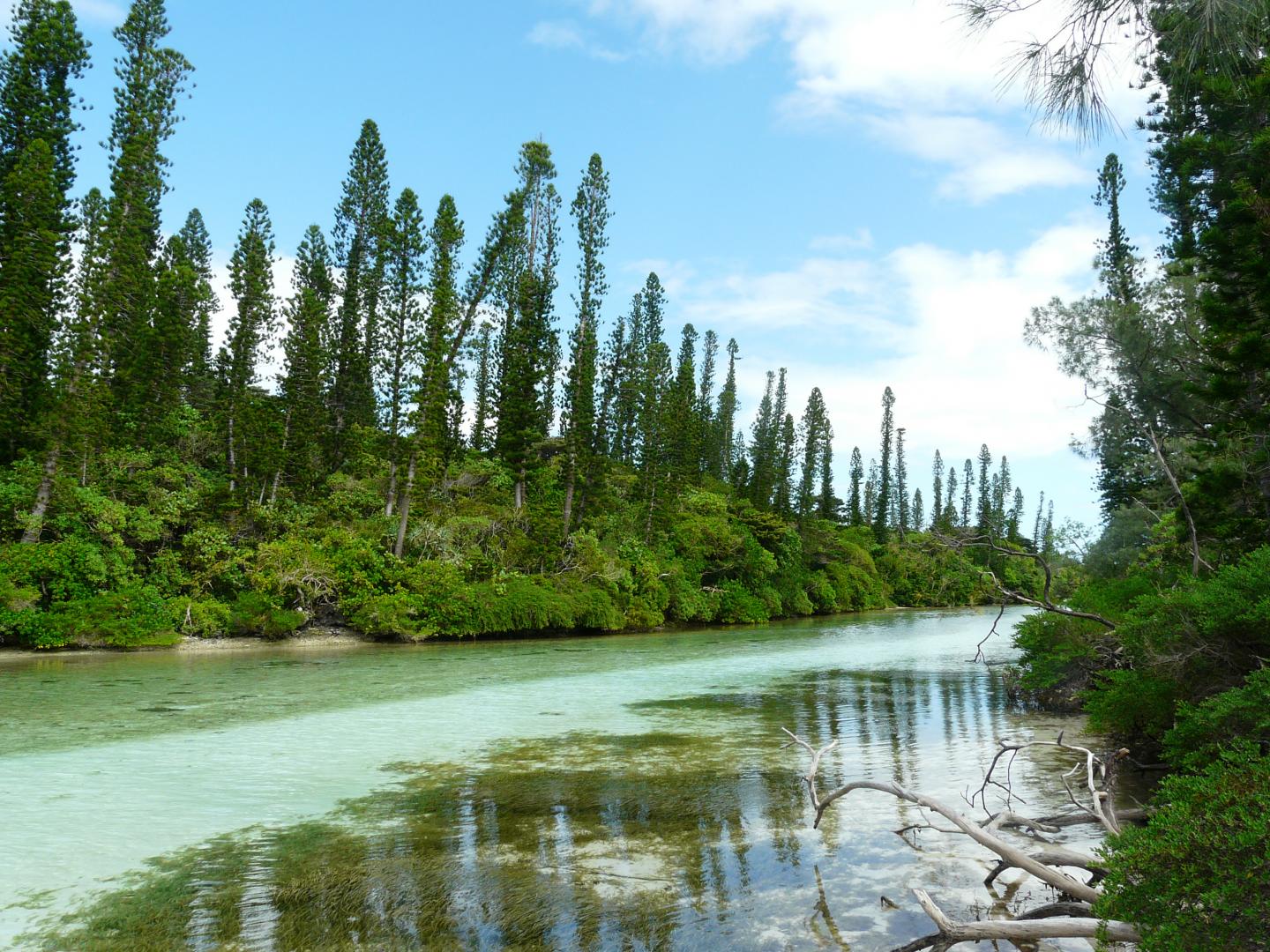 A colony of Araucaria columnaris, a conifer endemic to New Caledonia occurring along sea coasts.
