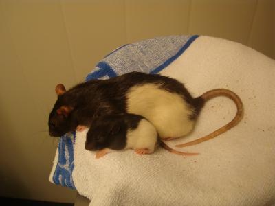 Baby Rats Find Their Way
