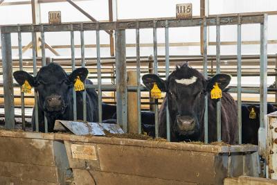 Angus Cattle Feeding