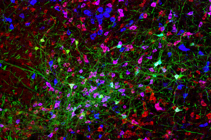 Whisking Oscillator Neurons