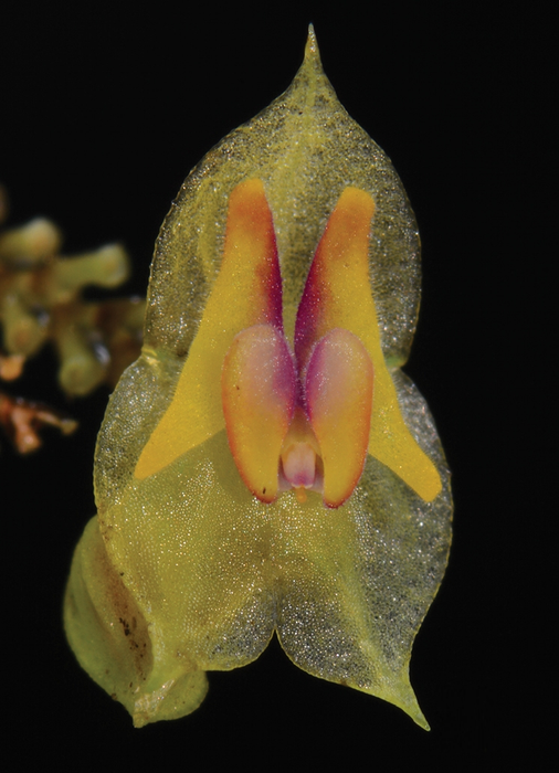 Lepanthes caranqui