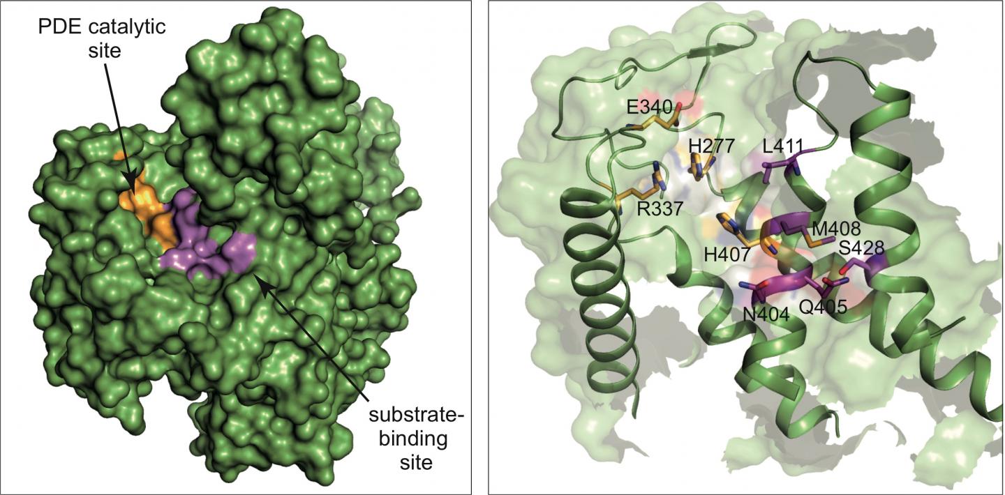 SdeA Toxin