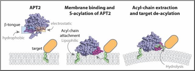 How APT2 interacts with the lipid membrane to deacylate proteins.