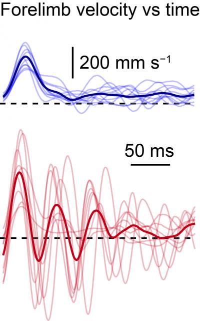 Studies Identify Spinal Cord Neurons that Control Skilled Limb Movement