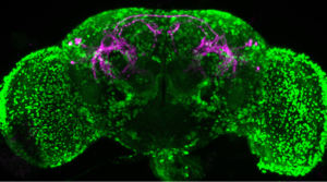Fruit fly brain tachykininergic neurons