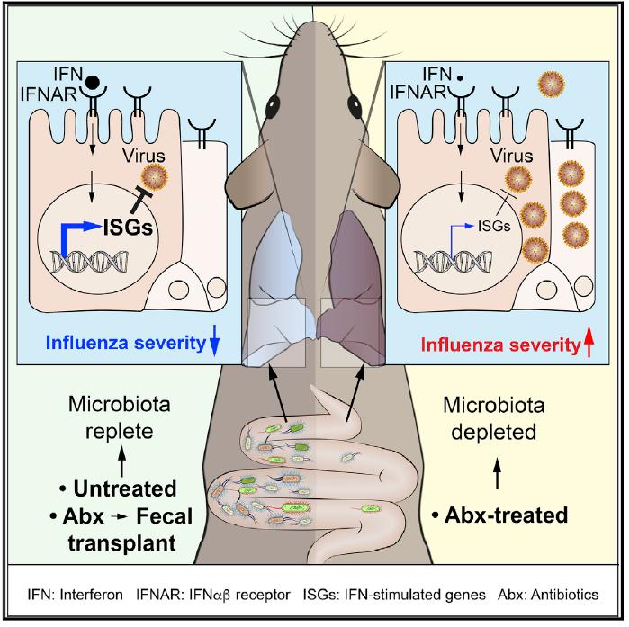 Lung Stroma Respond to Gut Microbe Signals