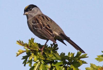 Golden-Crowned Sparrow
