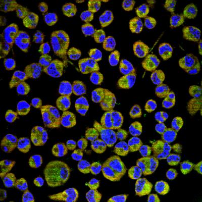 Strong Neuronal DHCR24 Expression