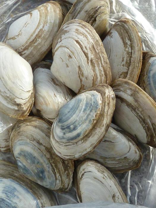 Soft-shell clams