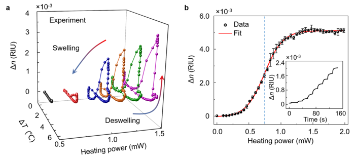 Probing the phase transition dynamics of PNIPA
