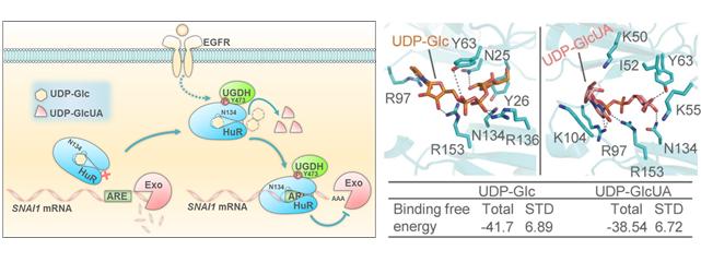 New Mechanism of Tumor Metastasis, and Binding Modes of UDP-Glc and UDP-GlcUA with HuR