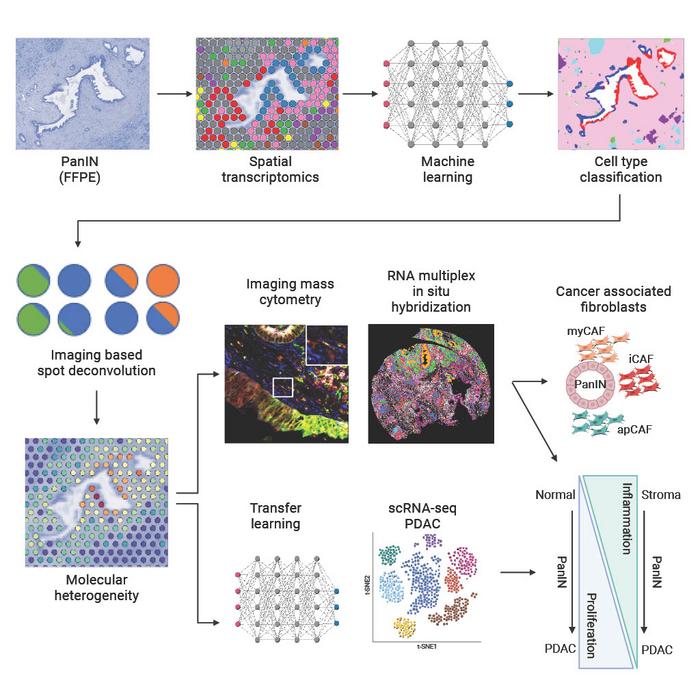 Johns Hopkins Researchers Identify Key Markers in Pancreatic Cancer Progression Using a New Analysis Pipeline