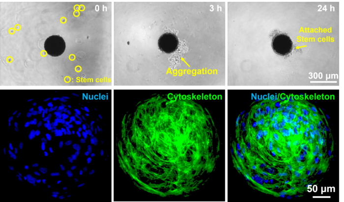 The 24-h process of stem cells attaching to the microrobot surface (top) and Cell staining results to identify cells attached to the microrobot surface (bottom)