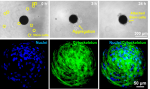 The 24-h process of stem cells attaching to the microrobot surface (top) and Cell staining results to identify cells attached to the microrobot surface (bottom)