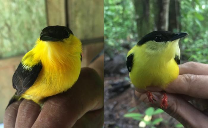 Manakin hybrid phenotypic transition morphs