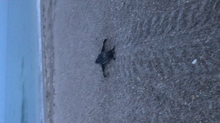 Baby Leatherback Sea Turtle