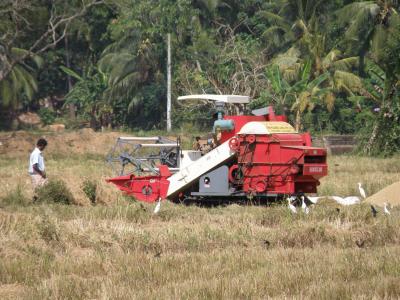 Rice Field in Sri Lanka