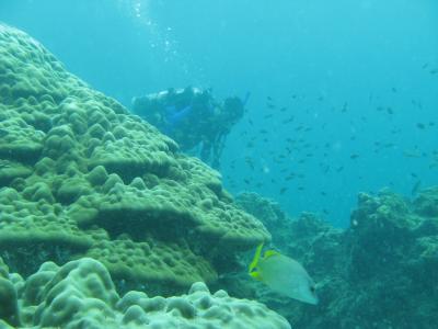 Coral Research in Las Perlas Islands, Panama