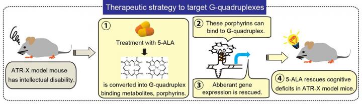 Novel Therapeutic Strategy