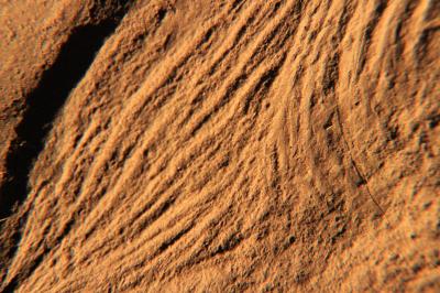 <i>H. quadriformis</I> (1 of 2)