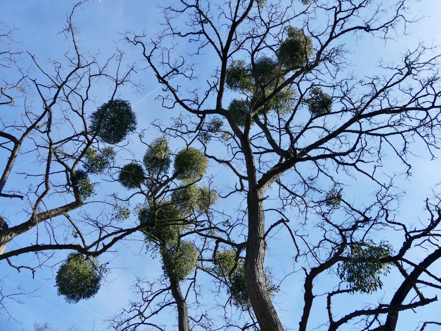 Mistletoe Growing on Host
