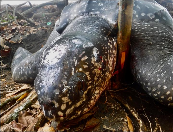 As Sea Levels Rise, Sea Turtles May See 87% Decline in Critical Habitat on Bioko Island