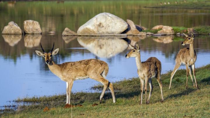 Antelope in South Africa