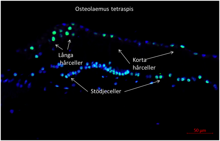 Regenerating hair cells