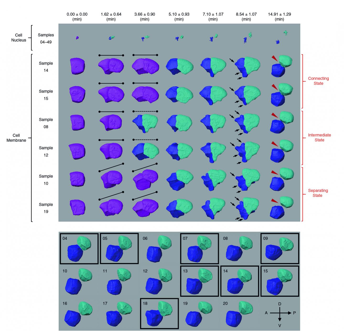 Cell division of C. elegans embryo cell