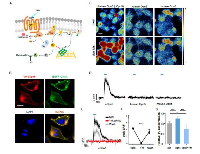 cOpn5 mediates optical activation of Gq signaling in HEK 293T cells.