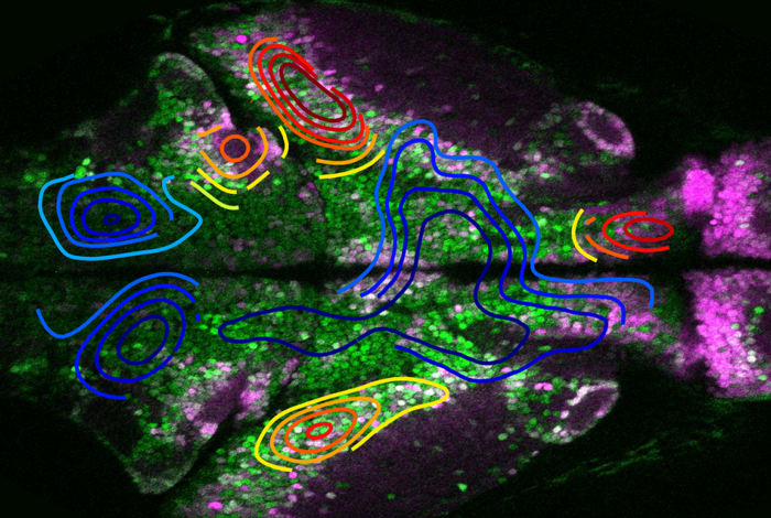 Whole-Brain Preclinical Study Illuminates How Epileptic Seizures Originate