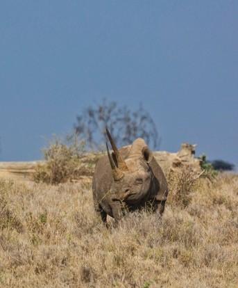 Rhinoceros Photo 1