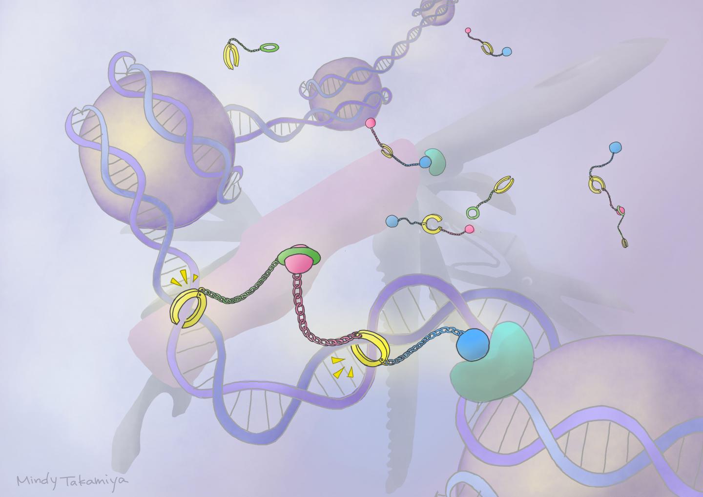 DNA-binding Molecule