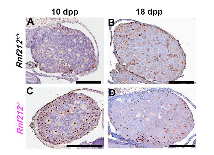 'Cellular Memory' of DNA Damage in Oocyte Quality Control