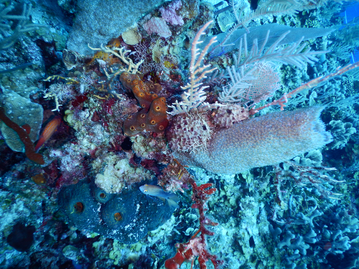 Sea Sponge Evolution