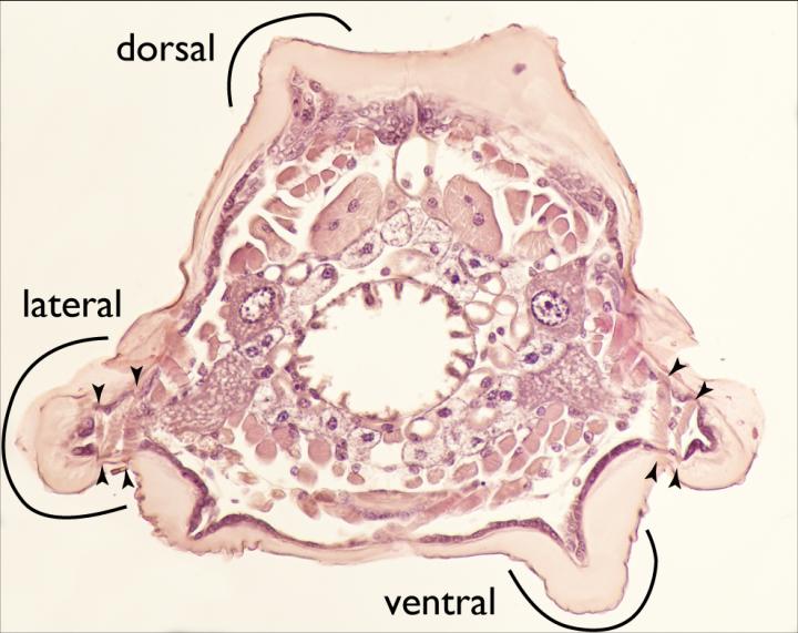 Internal structure reveals lateral lobes containing muscles