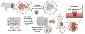 A schematic depiction showcasing the creation and functionality of a renal ECM-based sponge material, facilitating rapid hemostasis and wound healing