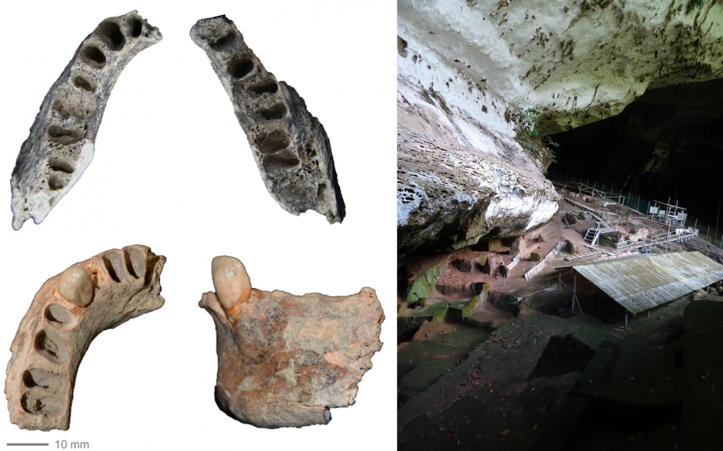 Late Pleistocene Human Mandibles from the Niah Caves May Hint at Ancient Diets