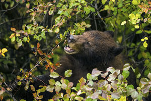 Black bear eating hawthorn berries Paul D. Vitucci
