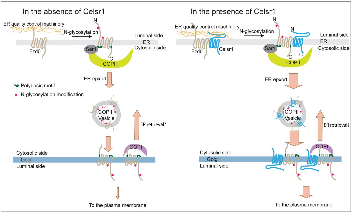 Model Image Eurekalert Science News Releases