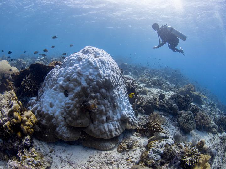 A bleached reef-building coral of the genus Porites.