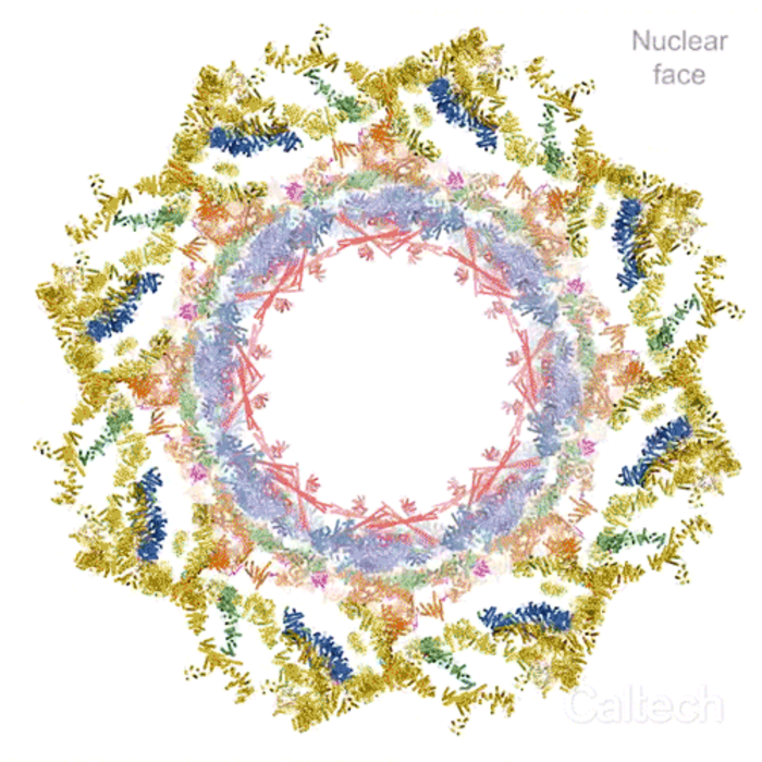 nuclear pore animation