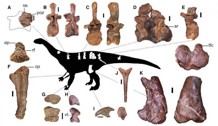 Fossils Found Of New Dinosaur